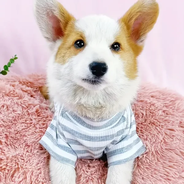 A Lightweight Pet T-Shirt - Image 2