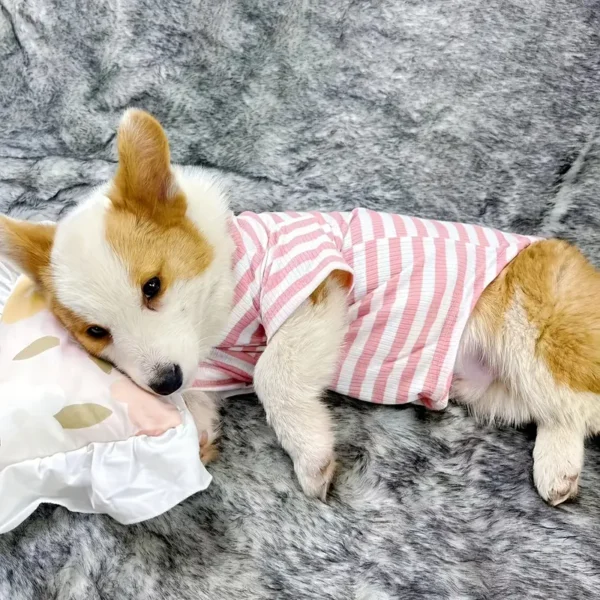 A Lightweight Pet T-Shirt - Image 3