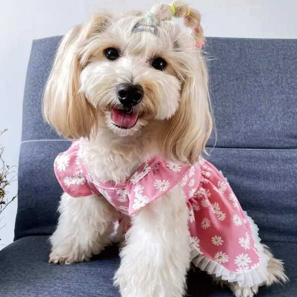 Summer Party Ready - Image 4